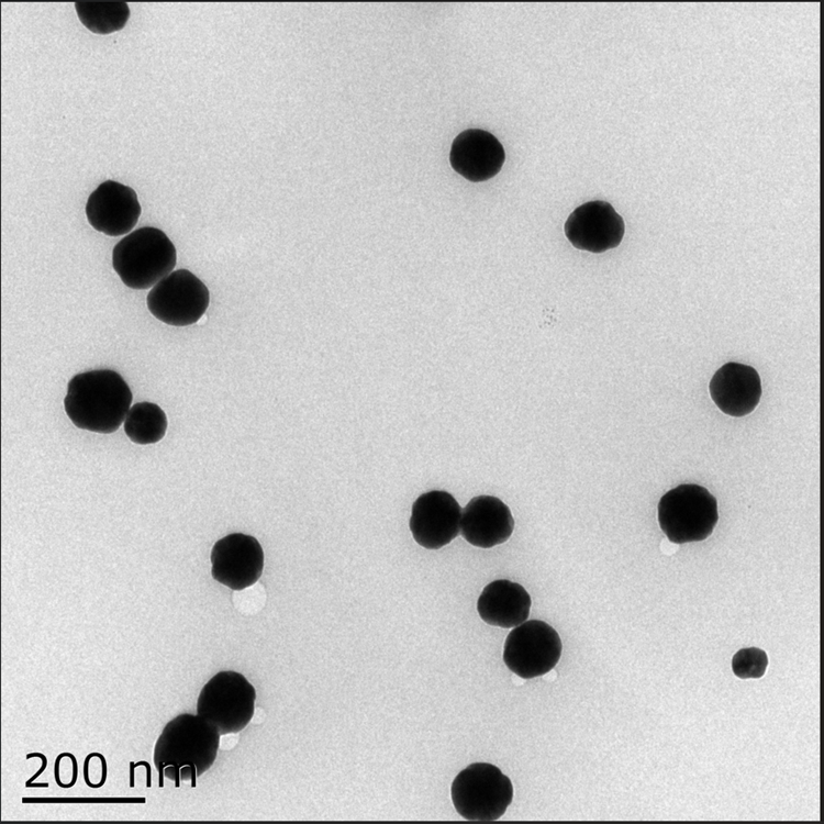 链霉亲和素(SA)修饰银纳米颗粒（5-200nm）可选